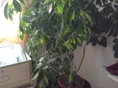 Vente de Garage à l'intérieur