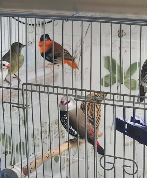 GROSSE VENTE DE GARAGE À SHERBROOKE