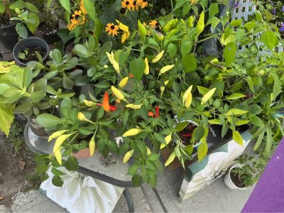 vente de garage à Longueuil
